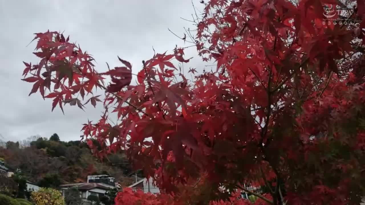 YMDD-321 | 熱氣溫泉頻道【溫泉女子】豐滿女子在浴場即尺口交舔乾淨 精子全部吞盡是個好溫泉 上傳本篇攝影內容之外的事故影片 有加里野野花 | 阿寶影音-成人影片,AV,JAV-專注精品‧長久經營
